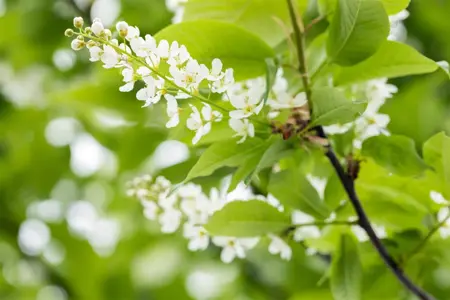 Prunus padus - 80-100 CM C2 - image 5