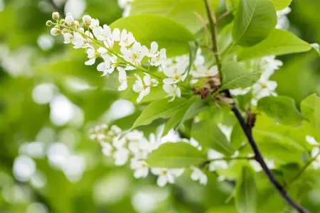 Prunus padus - MULTISTEM 200-250 CM C35 - image 5