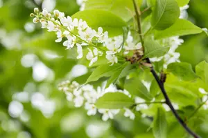 Prunus padus - MULTISTEM 200-250 CM C35 - image 5