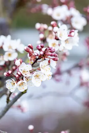 Prunus padus 'Colorata' - 80-100 CM C20 - image 4