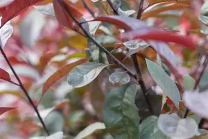 Prunus padus 'Colorata'