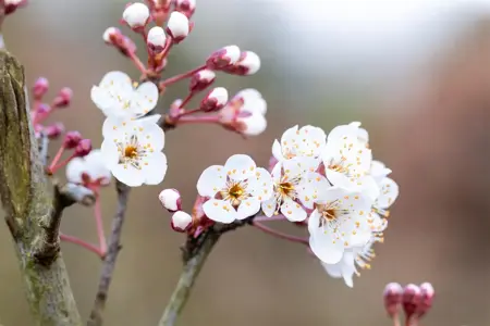 Prunus padus 'Colorata' - 80-100 CM C20 - image 2