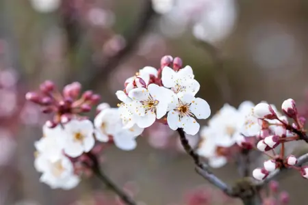 Prunus padus 'Colorata' - STDS 6-8 CM CONT - image 5
