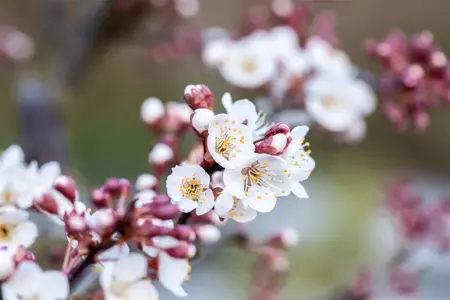 Prunus padus 'Colorata' - STDS 14-16 CM RB - image 3