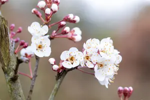 Prunus padus 'Colorata' - STD 10-12 CM CONT    - image 2