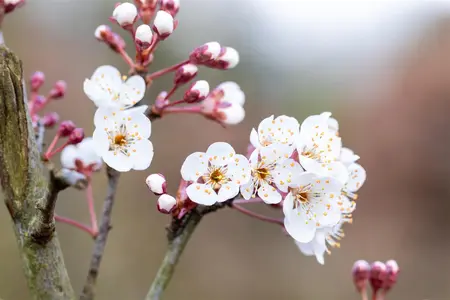 Prunus padus 'Colorata' - STDS 18-20 CM RB - image 2