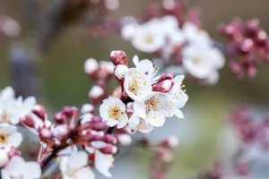 Prunus padus 'Colorata' - STDS 18-20 CM RB - image 3