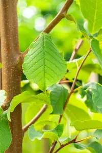 Prunus padus 'Tiefurt' - STD 10-12 CM CONT    - image 3