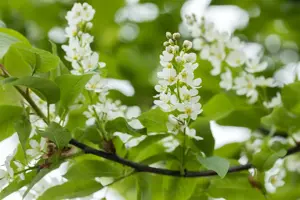 Prunus padus 'Tiefurt'