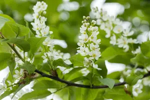 Prunus padus 'Tiefurt'