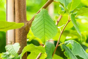 Prunus padus 'Tiefurt' - STD 10-12 CM CONT    - image 2
