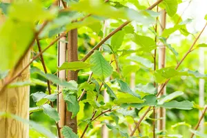Prunus padus 'Tiefurt' - STD 10-12 CM CONT    - image 4