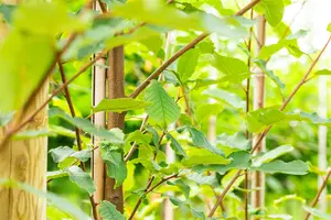 Prunus padus 'Tiefurt' - STD 16-18 CM CONT    - image 4