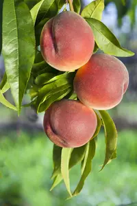 Prunus persica - STD 14-16 CM CONT - image 2