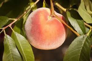 Prunus persica 'Champion'