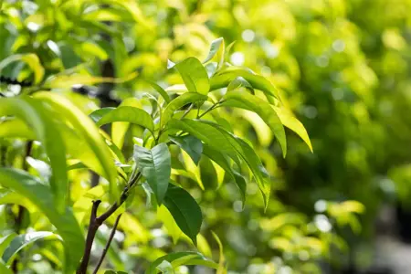 Prunus persica 'Fayette' - 1/2 STEM GIRTH 12-14 CM RB