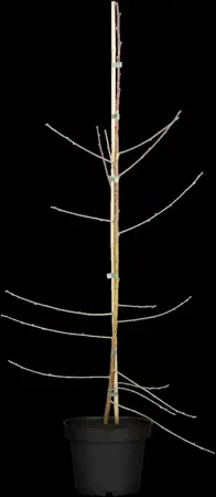 Prunus persica 'Melred' - 60-80 CM C4