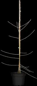 Prunus persica 'Melred'