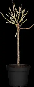 Prunus persica nucip. 'Nectarella'