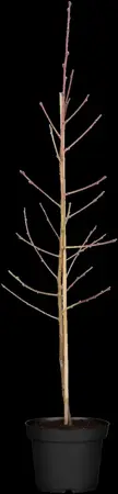 Prunus persica nucip. 'Nectarine Dw.' - 4 Ltr pot - image 1