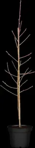 Prunus persica nucip. 'Nectarine Dw.'