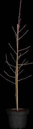 Prunus persica nucip. 'Nectarine Dw.' - 4 Ltr pot - image 2
