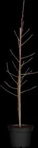 Prunus persica nucip. 'Nectarine Dw.' - 4 Ltr pot - image 2