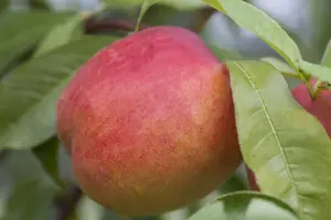 Prunus persica nucipersica