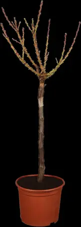Prunus persica nucipersica - 7L pot/2 yr bush - image 1