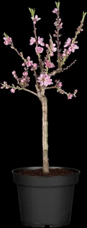 Prunus persica nucipersica - 7L pot/2 yr bush - image 3