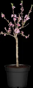 Prunus persica nucipersica - 7L pot/2 yr bush - image 3