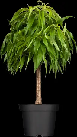 Prunus persica nucipersica - 7L pot/2 yr bush - image 4