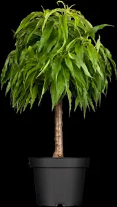 Prunus persica nucipersica - 7L pot/2 yr bush - image 4