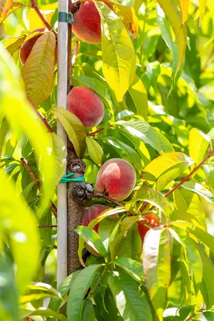 Prunus persica 'Redhaven' - 7L pot/2 yr bush - image 4