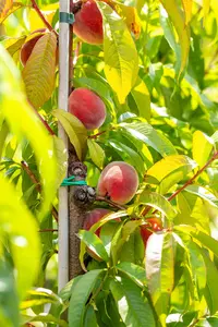 Prunus persica 'Redhaven' - 7L pot/2 yr bush - image 4