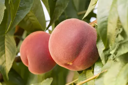 Prunus persica 'Redhaven' - 1/2 STEM GIRTH 12-14 CM RB - image 2