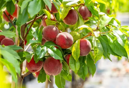 Prunus persica 'Redhaven' - 1/2 STEM GIRTH 12-14 CM RB - image 3