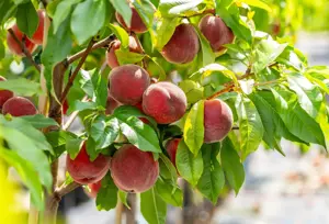 Prunus persica 'Redhaven' - 1/2 STEM GIRTH 12-14 CM RB - image 3