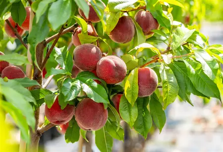 Prunus persica 'Redhaven' - 7L pot/2 yr bush - image 3