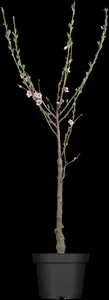 Prunus persica 'Redhaven'