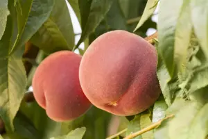 Prunus persica 'Terute Beni'