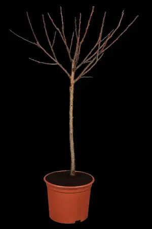 Prunus 'Royal Flame'? (Mieke) - MULTISTEM 200-250 CM RB - image 1