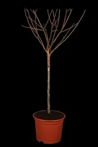 Prunus 'Royal Flame'? (Mieke) - MULTISTEM 200-250 CM RB - image 2