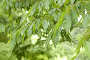 Prunus 'Royal Flame'? (Mieke) - MULTISTEM 200-250 CM C90 - image 2
