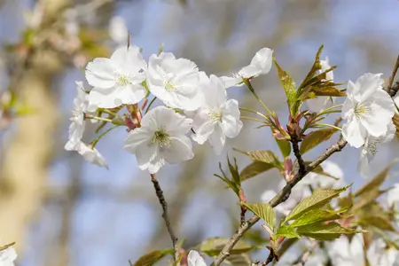 Prunus 'Royal Flame'? (Mieke) - MULTISTEM 175-200 CM C35 - image 5