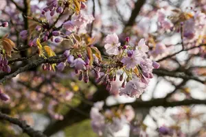 Prunus 'Royal Flame'? (Mieke) - MULTISTEM 125-150 CM RB - image 4