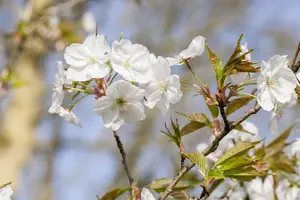 Prunus 'Royal Flame'? (Mieke) - MULTISTEM 175-200 CM RB - image 5