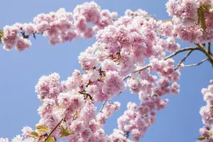 Prunus sargentii - MULTISTEM 150-175 CM C35 - image 1