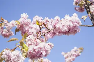 Prunus sargentii - MULTISTEM 150-175 CM C35 - image 2