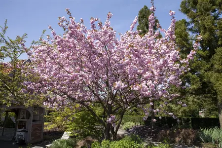Prunus sargentii - MULTISTEM 150-175 CM C35 - image 3